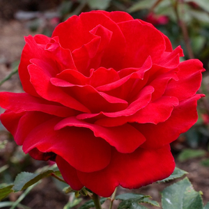 90-100 cm - Ruža - Victor Hugo® - 